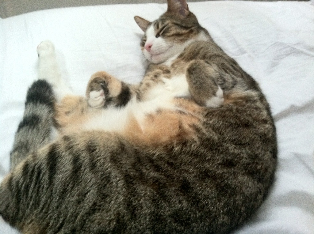 团队风暴还是个人英雄主义？凯尔特人的压制力与布伦森的狂暴表演